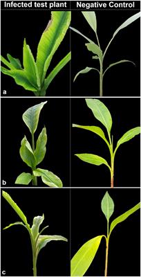 Alternative hosts of banana bunchy top virus in the Philippines and the first evidence of seed transmission of BBTV